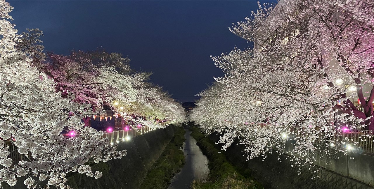 第14回 三沢川 桜・梨の花まつり | 稲城市観光協会